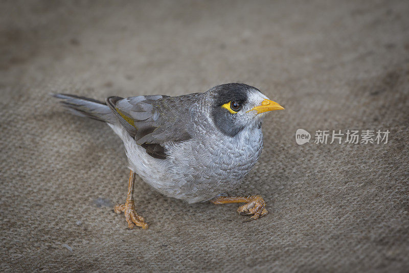 吵吵闹闹的小矿工(Manorina melanocephala)